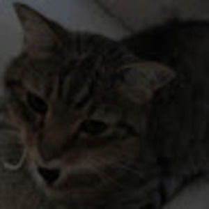 Meet your Posher, Miws